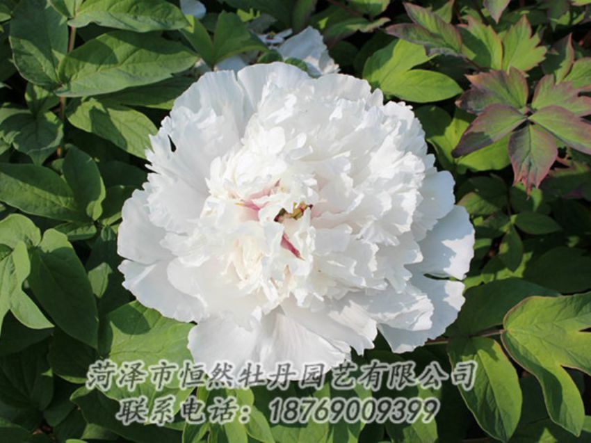 點(diǎn)擊查看詳細(xì)信息<br>標(biāo)題：白色牡丹 閱讀次數(shù)：1331