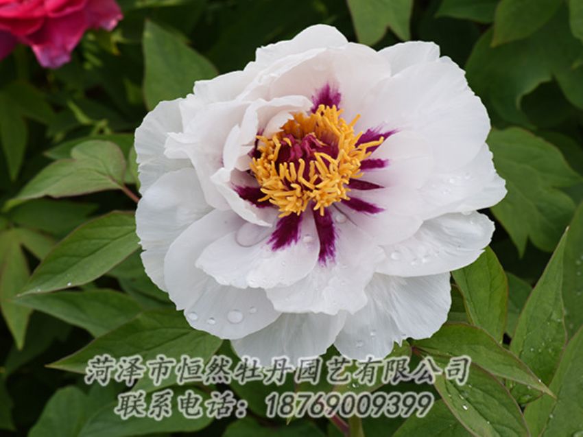 點(diǎn)擊查看詳細(xì)信息<br>標(biāo)題：白色牡丹 閱讀次數(shù)：1234