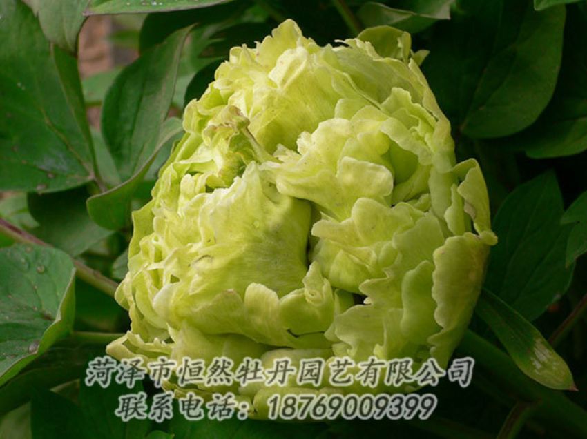 點(diǎn)擊查看詳細(xì)信息<br>標(biāo)題：綠色牡丹 閱讀次數(shù)：1279