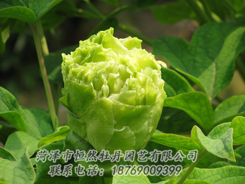 點(diǎn)擊查看詳細(xì)信息<br>標(biāo)題：綠色牡丹 閱讀次數(shù)：1314