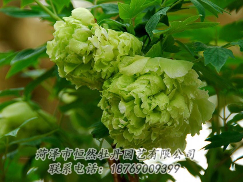 點(diǎn)擊查看詳細(xì)信息<br>標(biāo)題：綠色牡丹 閱讀次數(shù)：1295