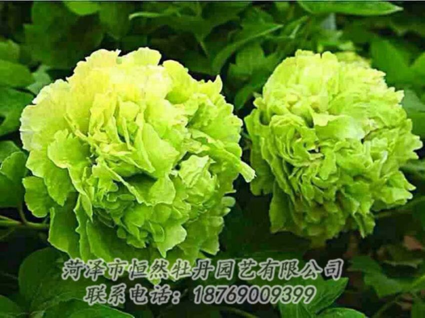 點(diǎn)擊查看詳細(xì)信息<br>標(biāo)題：綠色牡丹 閱讀次數(shù)：1394