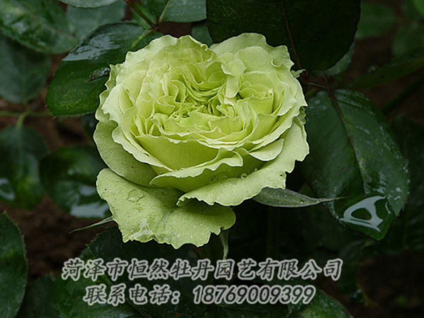 點(diǎn)擊查看詳細(xì)信息<br>標(biāo)題：綠色牡丹 閱讀次數(shù)：1312