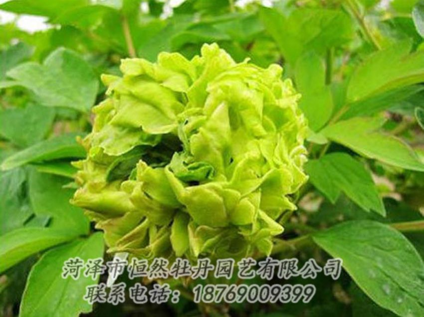 點(diǎn)擊查看詳細(xì)信息<br>標(biāo)題：綠色牡丹 閱讀次數(shù)：1319