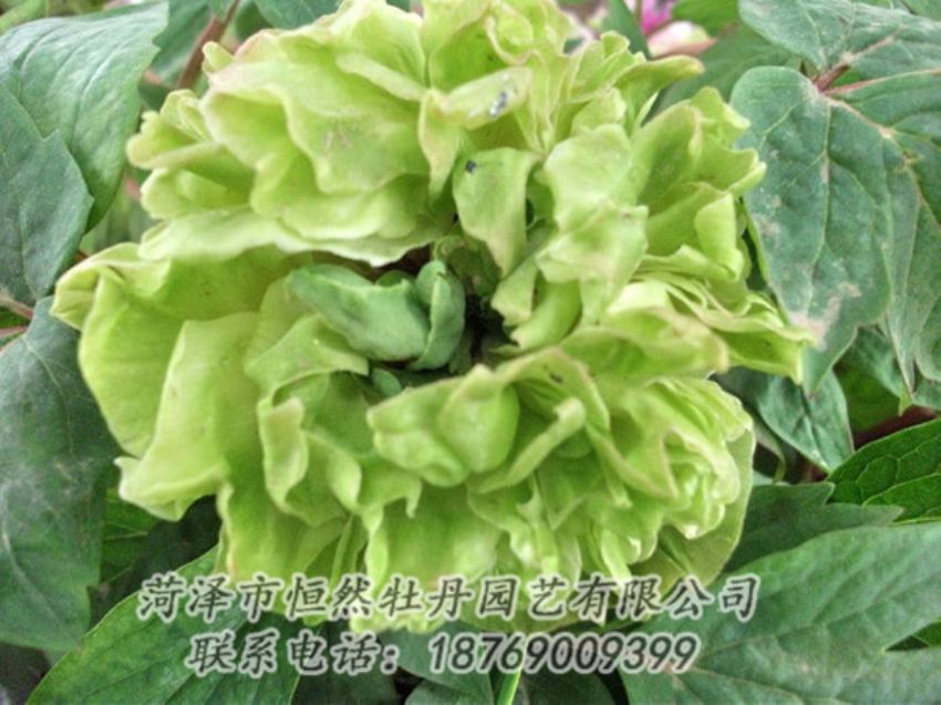 點(diǎn)擊查看詳細(xì)信息<br>標(biāo)題：綠色牡丹 閱讀次數(shù)：1401