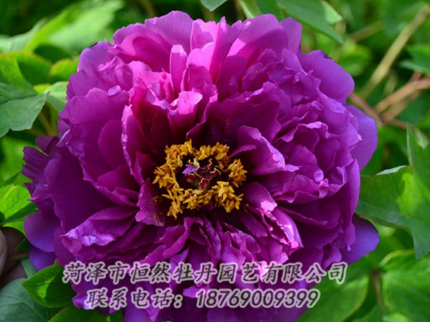 點(diǎn)擊查看詳細(xì)信息<br>標(biāo)題：紫色牡丹 閱讀次數(shù)：1484