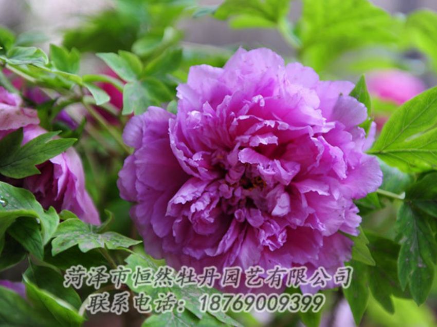 點(diǎn)擊查看詳細(xì)信息<br>標(biāo)題：紫色牡丹 閱讀次數(shù)：1436