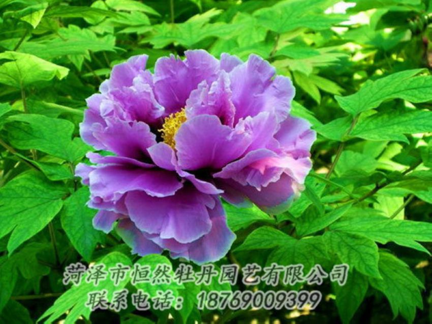 點(diǎn)擊查看詳細(xì)信息<br>標(biāo)題：紫色牡丹 閱讀次數(shù)：1381