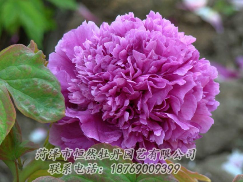 點(diǎn)擊查看詳細(xì)信息<br>標(biāo)題：紫色牡丹 閱讀次數(shù)：1844