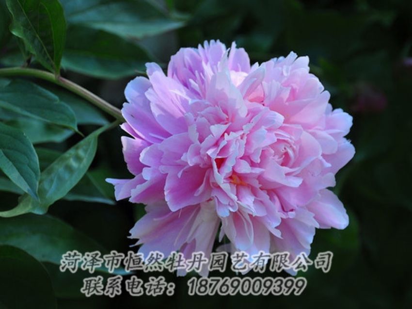 點(diǎn)擊查看詳細(xì)信息<br>標(biāo)題：紫色牡丹 閱讀次數(shù)：1859