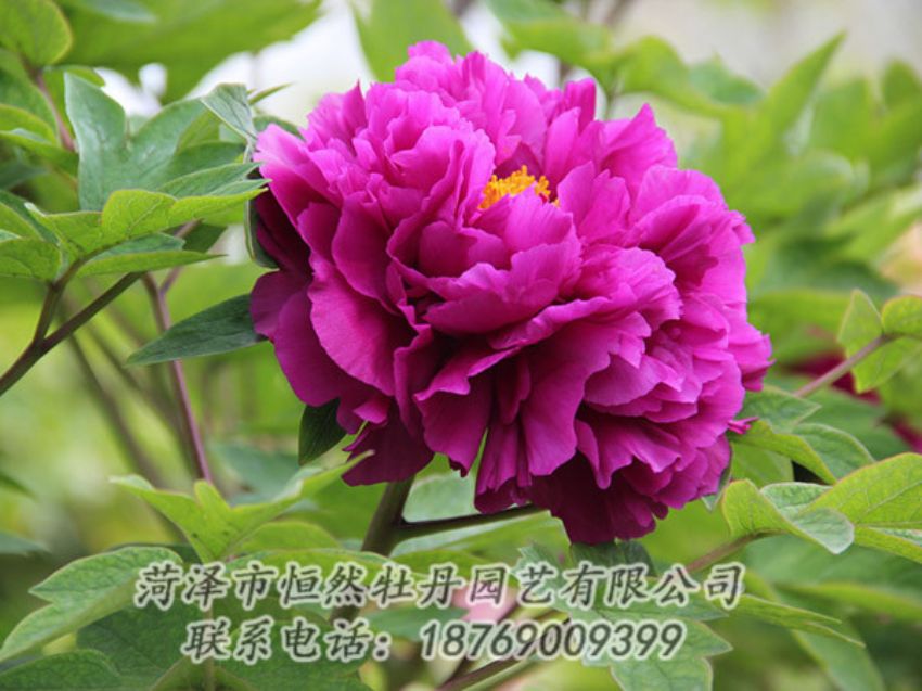 點(diǎn)擊查看詳細(xì)信息<br>標(biāo)題：紫色牡丹 閱讀次數(shù)：1926