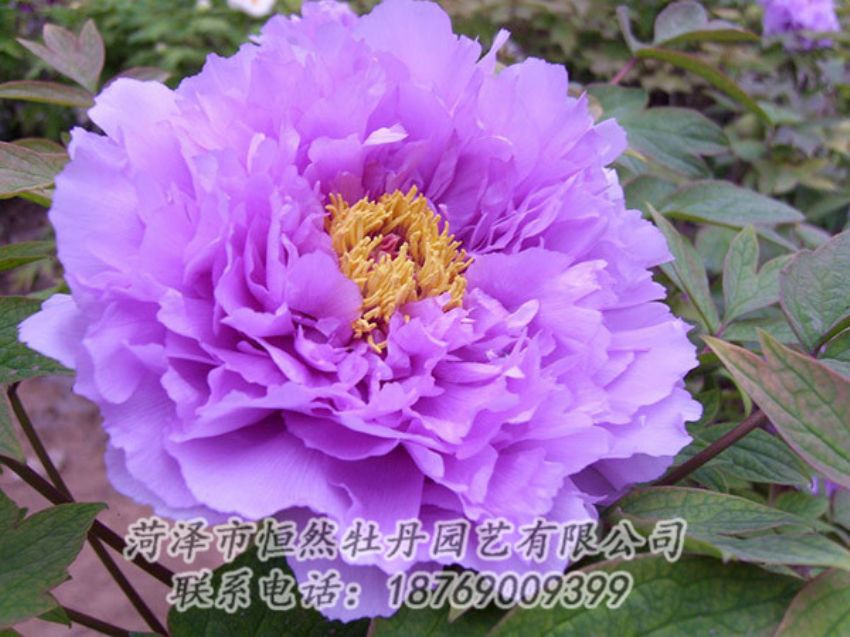 點(diǎn)擊查看詳細(xì)信息<br>標(biāo)題：紫色牡丹 閱讀次數(shù)：1939