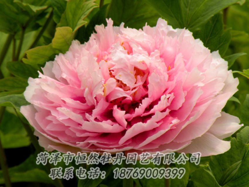 點(diǎn)擊查看詳細(xì)信息<br>標(biāo)題：粉色牡丹 閱讀次數(shù)：2008