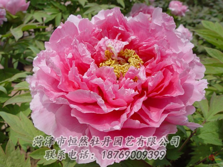 點(diǎn)擊查看詳細(xì)信息<br>標(biāo)題：粉色牡丹 閱讀次數(shù)：1977