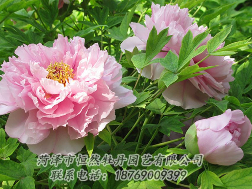 點(diǎn)擊查看詳細(xì)信息<br>標(biāo)題：粉色牡丹 閱讀次數(shù)：1892
