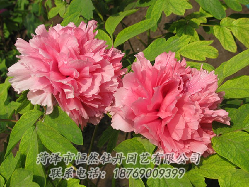 點(diǎn)擊查看詳細(xì)信息<br>標(biāo)題：粉色牡丹 閱讀次數(shù)：1858