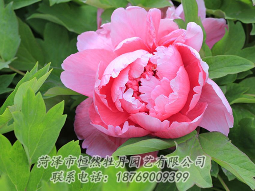 點(diǎn)擊查看詳細(xì)信息<br>標(biāo)題：粉色牡丹 閱讀次數(shù)：1814