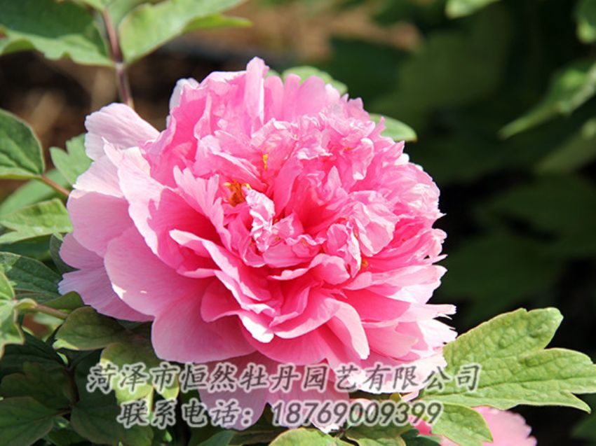 點(diǎn)擊查看詳細(xì)信息<br>標(biāo)題：粉色牡丹 閱讀次數(shù)：1845