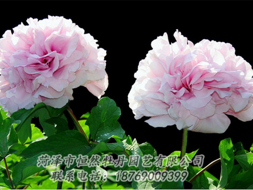 點(diǎn)擊查看詳細(xì)信息<br>標(biāo)題：粉色牡丹 閱讀次數(shù)：1895