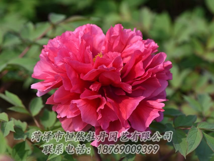 點(diǎn)擊查看詳細(xì)信息<br>標(biāo)題：紅色牡丹 閱讀次數(shù)：1958
