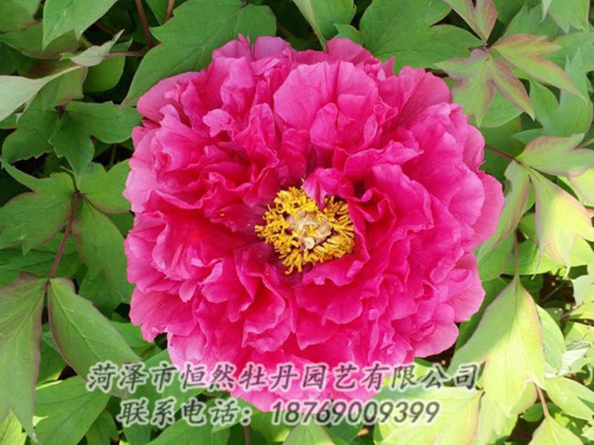 點(diǎn)擊查看詳細(xì)信息<br>標(biāo)題：紅色牡丹 閱讀次數(shù)：2075