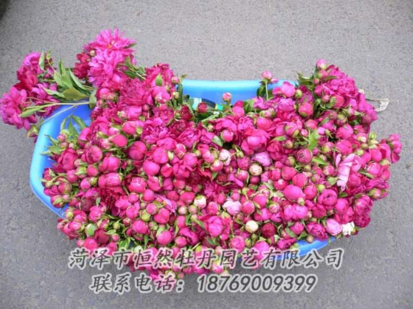 點擊查看詳細信息<br>標題：芍藥切花 閱讀次數(shù)：2007