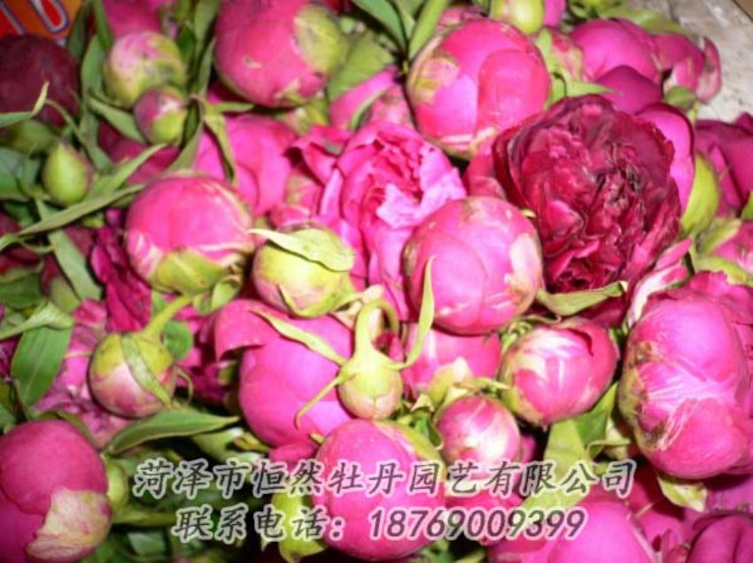 點擊查看詳細信息<br>標題：芍藥切花 閱讀次數(shù)：2019